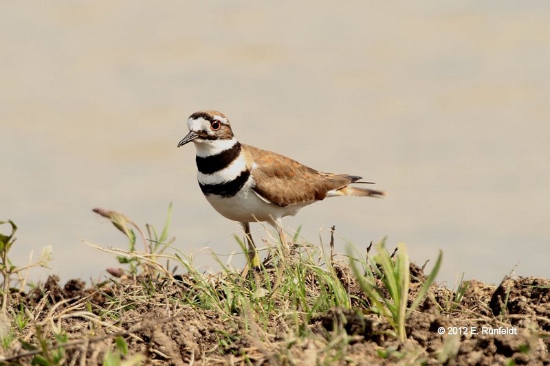 14 Apr 194-Killdeer.jpg